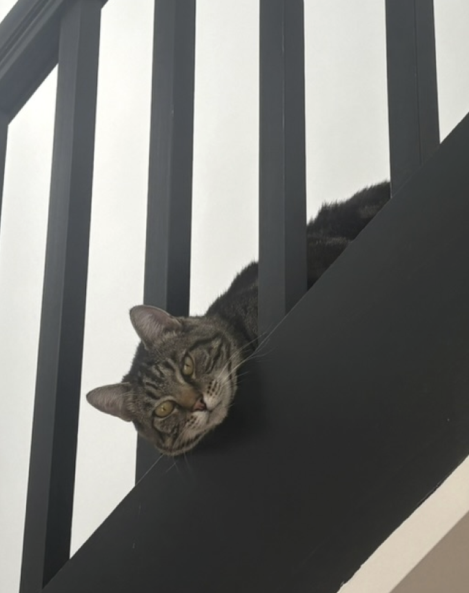Tabby cat